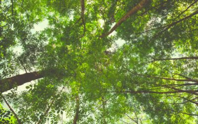 Enraciné dans la durabilité : la position d’ETIC en tant qu’opérateur européen de la nature