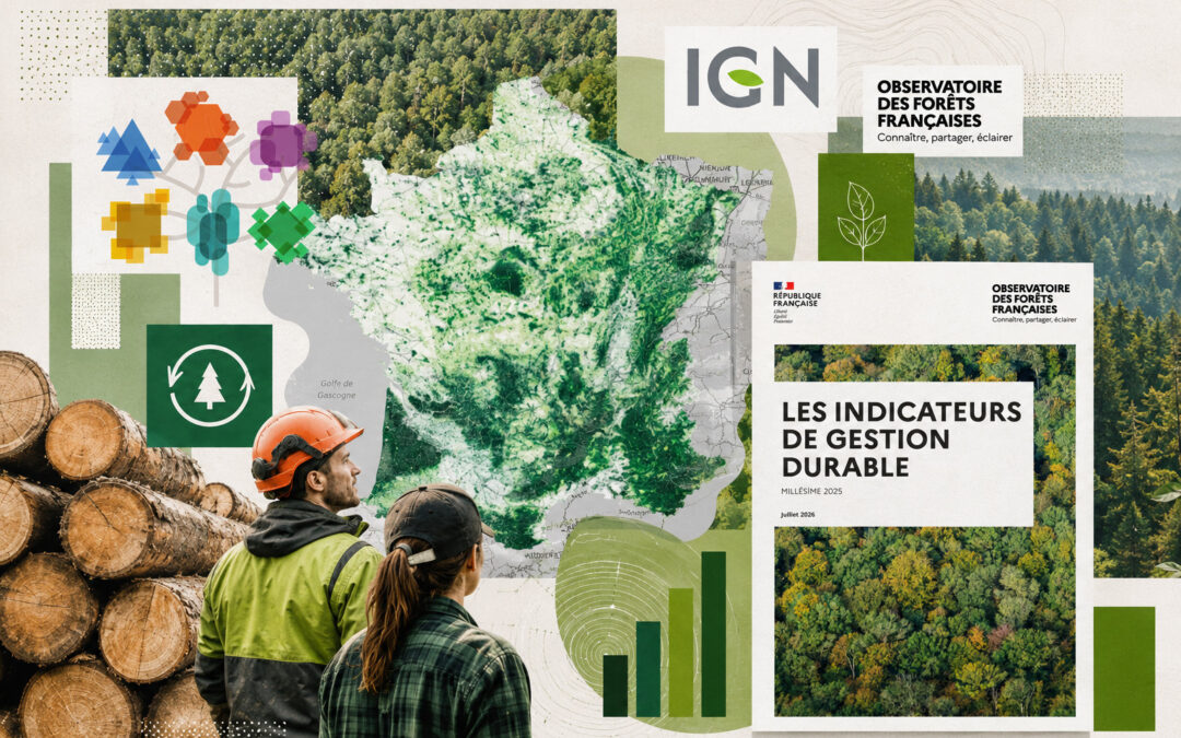 Indicateurs IGN 2025 : la forêt française progresse, mais son renouvellement devient le défi majeur