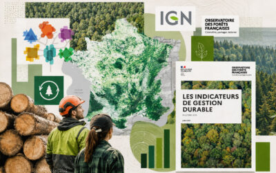 Indicateurs IGN 2025 : la forêt française progresse, mais son renouvellement devient le défi majeur